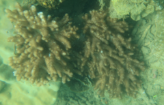 Cladiella