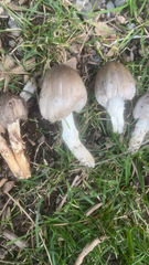 Coprinopsis atramentaria