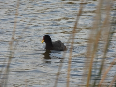 Fulica rufifrons