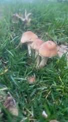 Candolleomyces candolleanus