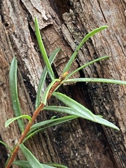 Myrtoideae