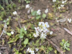 Microlepidieae