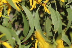 Acacia auriculiformis