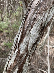 Myrtoideae