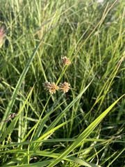 Cyperus entrerianus