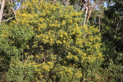 Acacia auriculiformis
