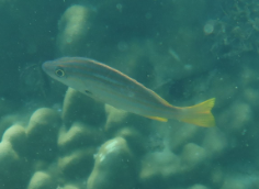 Lutjanus carponotatus
