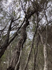 Myrtoideae