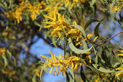 Acacia auriculiformis