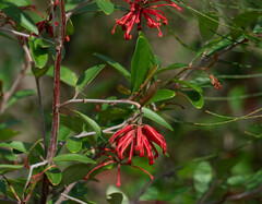 Grevillea parvula
