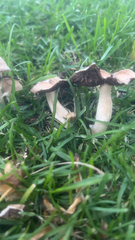 Candolleomyces candolleanus