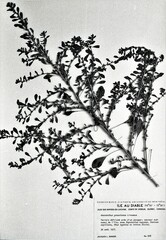 Amaranthus graecizans