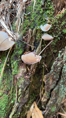 Auricularia cornea