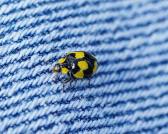 Illeis galbula