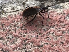 Triatoma