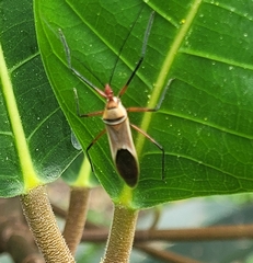 Zelus grassans