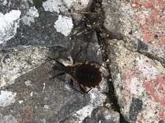 Triatoma