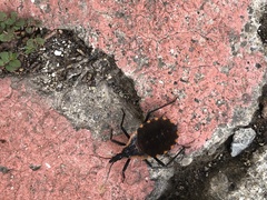 Triatoma