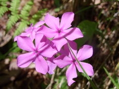 Phlox amoena