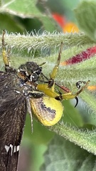 Misumenoides formosipes