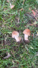 Candolleomyces candolleanus