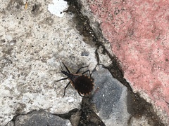 Triatoma
