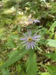 Symphyotrichum retroflexum