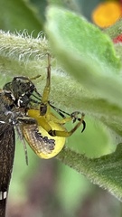 Misumenoides formosipes