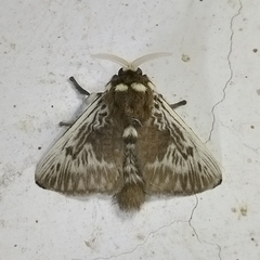 Megalopyge albicollis