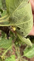 Misumenoides formosipes