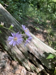 Symphyotrichum retroflexum