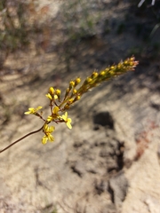 Stylidium diuroides paucifoliatum