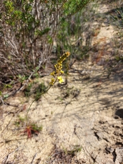 Stylidium diuroides paucifoliatum