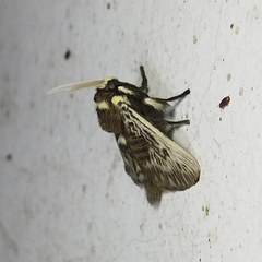 Megalopyge albicollis