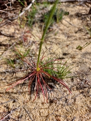 Stylidium diuroides paucifoliatum
