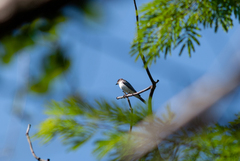 Tyrannus dominicensis