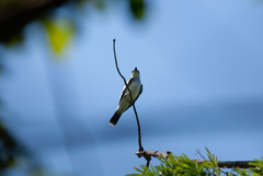 Tyrannus dominicensis