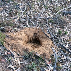 Tachyglossus aculeatus