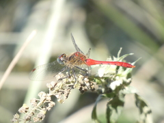 Sympetrum kunckeli