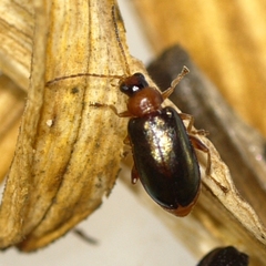 Luperaltica senilis