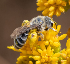 Andrena isocomae