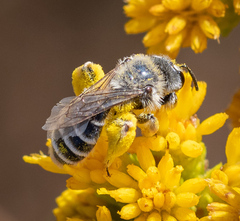 Andrena isocomae
