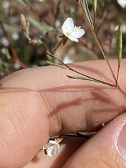 Gayophytum