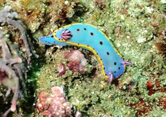 Hypselodoris bennetti