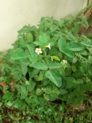 Oxalis barrelieri