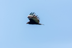 Cathartes burrovianus