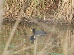 Fulica armillata