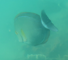 Acanthurus xanthopterus