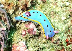 Hypselodoris bennetti