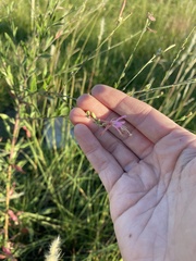 Oenothera filiformis